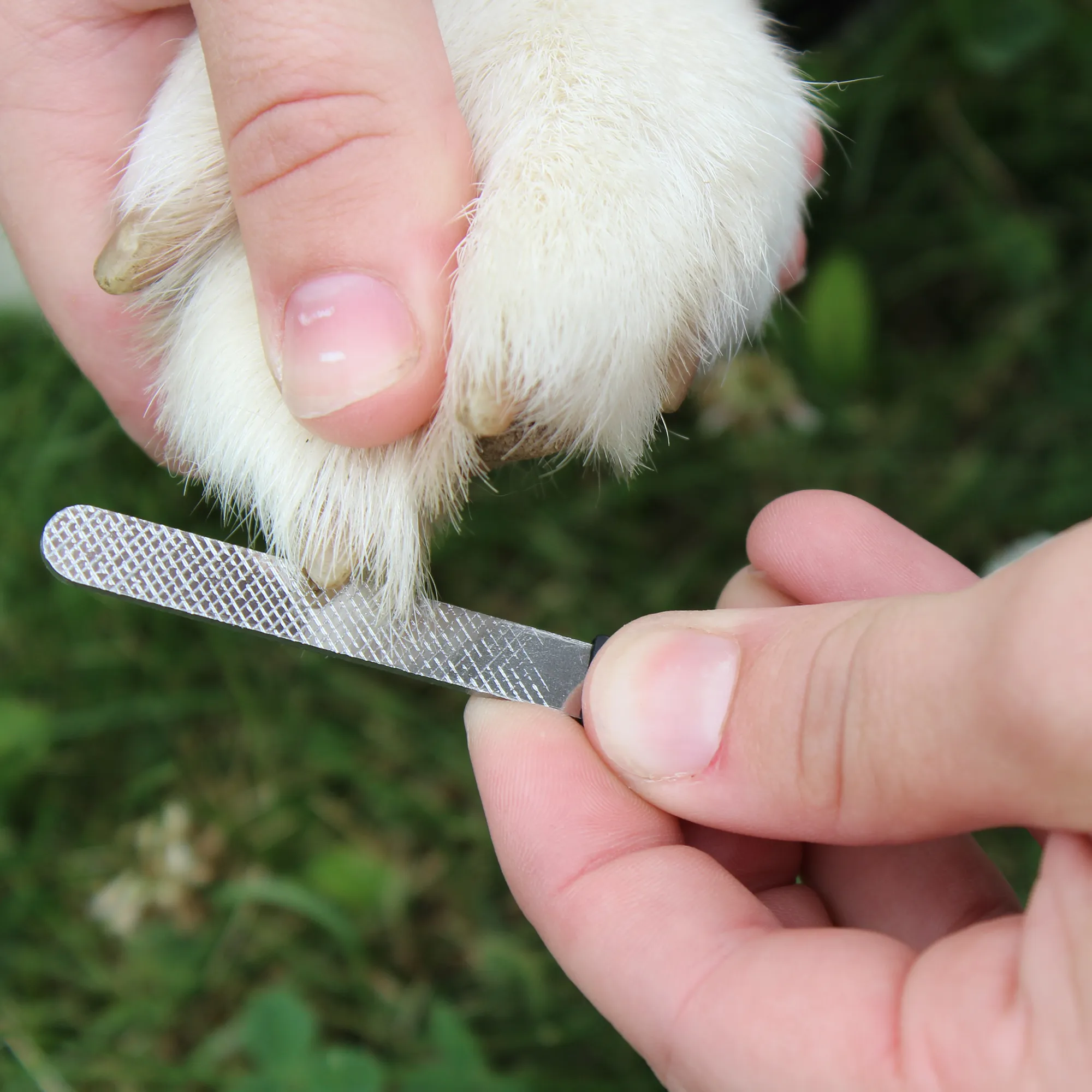 CuteNfuzzy Professional Heavy Duty Pet Nail Clipper with Nail File