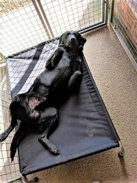 Heavy Duty Raised Dog Beds