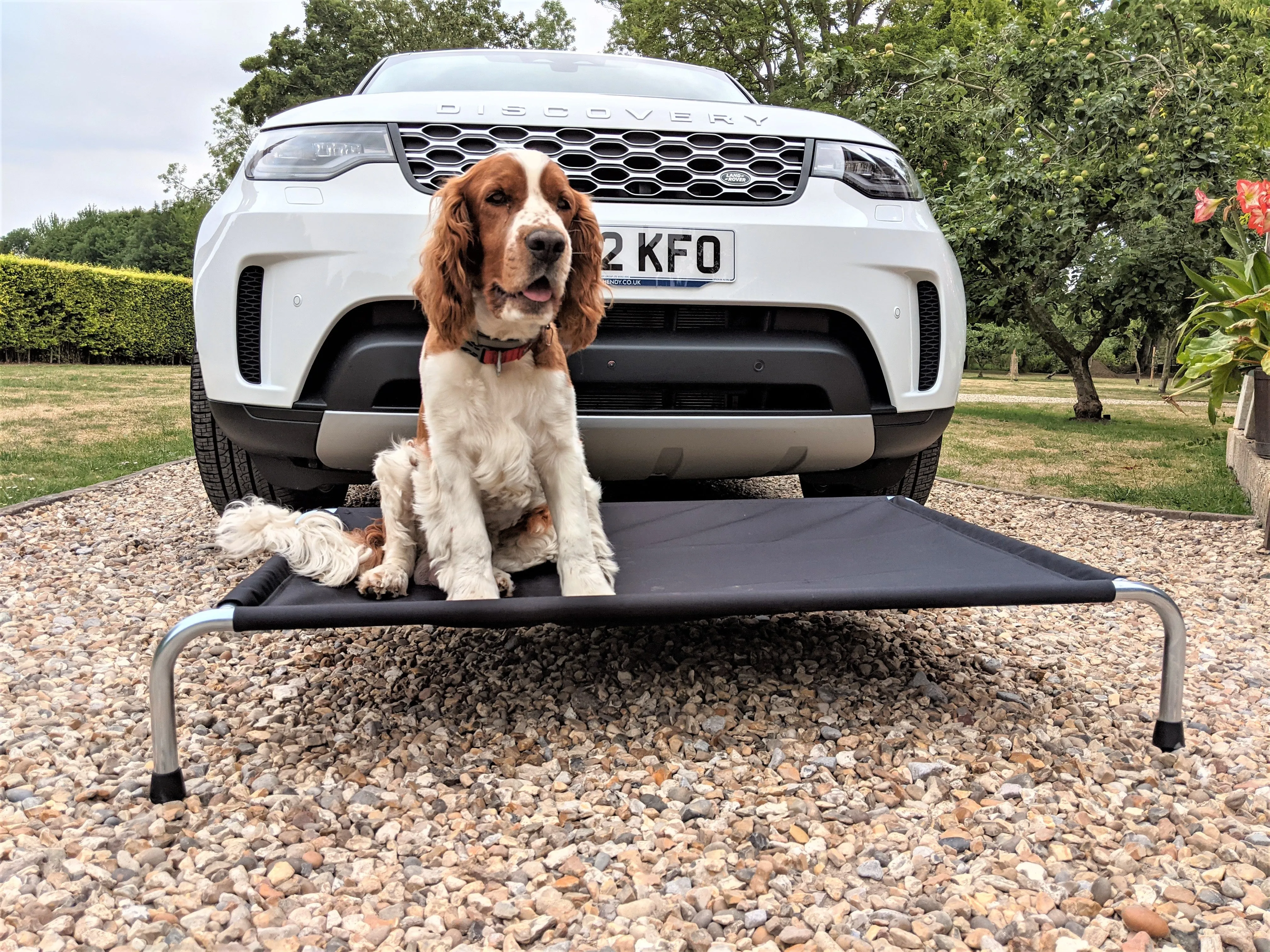 Heavy Duty Raised Dog Beds